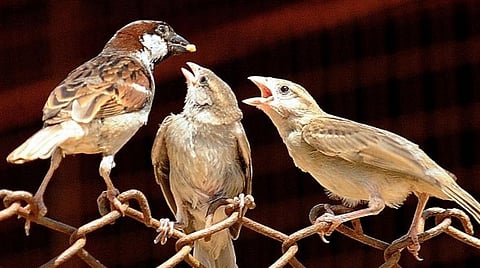 சிட்டுக்குருவிகள் அழியவில்லை; 160 கோடி உள்ளன: சமீபத்திய ஆய்வில் தகவல்