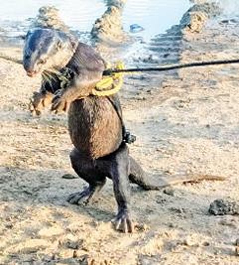 நெடுவயல் கண்மாயில் கயிறு மூலம் பிடிபட்ட நீர்நாய்.