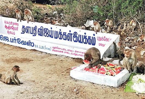 புதுக்கோட்டை அரசு மருத்துவக் கல்லூரி அருகே கட்டப்பட்ட தொட்டியில் இடப்பட்டுள்ள உணவு பொருட்களை சாப்பிடும் குரங்குகள்.