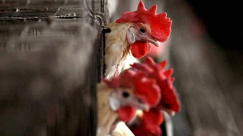 சீனாவில் முதல்முறையாக மனிதருக்கு பறவைக் காய்ச்சல்