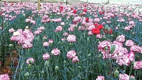 கொடைக்கானல் மலைப்பகுதி பூம்பாறை கிராமத்தில் விளைந்துள்ள கொய்மலர்கள்.