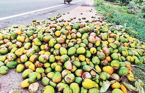 காவேரிப்பட்டணம் அடுத்த போத்தபுரம் பகுதியில் மாவிற்கு உரிய விலை கிடைக்காததால் சாலையோரம் கொட்டுப்பட்டுள்ள அறுவடை செய்யப்பட்ட மாங்காய்கள்.