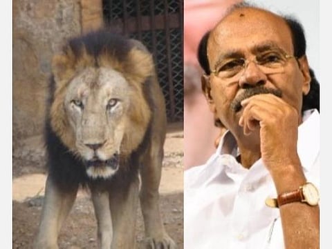 சிங்கங்களுக்கு கரோனா பாதிப்பு; விசாரணை தேவை: ராமதாஸ் வலியுறுத்தல்