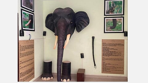 கோவை மேட்டுப்பாளையம், கோத்தகிரி சாலையில் வனத்துறை மரக் கிடங்கு வளாகத்தில் அமைக்கப்பட்டுள்ள 'வேழம் இயலியல்' மையத்தில் இடம்பெற்றுள்ள யானையின் உடல் பாகங்கள் குறித்த விளக்கம்.