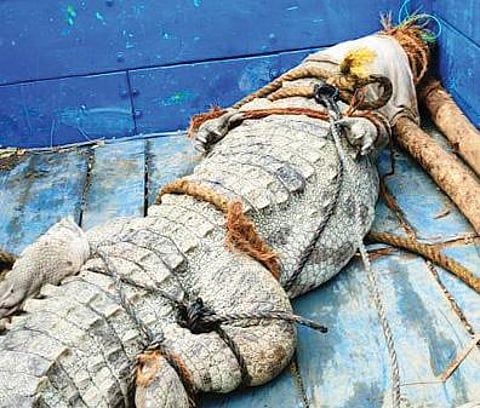 மீட்கப்பட்ட முதலை.