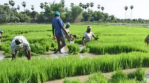 குறுவையின் முக்கியத்துவம்