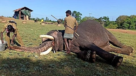 யானைக்கு கரோனா பரிசோதனை.