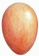 புதிய கண்டுபிடிப்புகள்: இம்மாம் பெரிய முட்டை எப்படி உருவாகிறது?