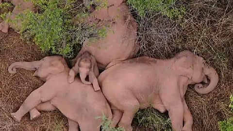 பாதை மாறி நகருக்குள் நுழைந்த யானைக் கூட்டம்: வனத்துக்கு செல்லும் வழியில் கும்பலாக தூக்கம்; வைரலாகும் புகைப்படம்