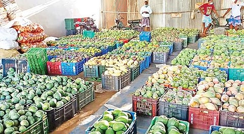 காவேரிப்பட்டணம் மாங்காய் மண்டியில் விற்பனைக்கு கொண்டு வரப்பட்டுள்ள மாங்காய்கள்.