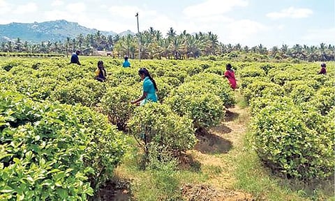 கிருஷ்ணகிரி அருகே உள்ள மல்லிகை தோட்டத்தில், பூக்கள் பறிக்கும் பணியில் ஈடுபட்டுள்ள தொழிலாளர்கள்.