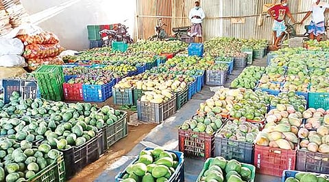 காவேரிப்பட்டணம் மாங்காய் மண்டியில் விற்பனைக்கு கொண்டு வரப்பட்டுள்ள மாங்காய்கள்.