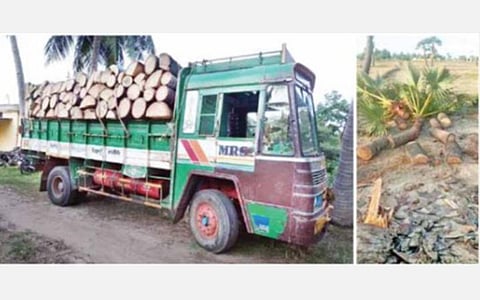 திருத்துறைப்பூண்டி பகுதியில் அரசு நிலங்களில் இருந்து செங்கல் காளவாய்களுக்காக வெட்டப்படும் பனை மரங்கள்: உரிய நடவடிக்கை எடுக்க சமூக ஆர்வலர்கள் கோரிக்கை