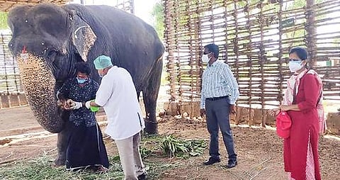 திருச்சி எம்.ஆர்.பாளையத்தில் உள்ள யானைகள் மறுவாழ்வு முகாமில் ஒரு யானைக்கு நேற்று கரோனா பரிசோதனை செய்த மருத்துவர்கள்.