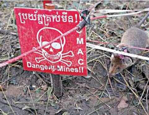 கண்ணிவெடிகளைக் கண்டறியும் பணியில் எலி மகாவா (கோப்புப் படம்).