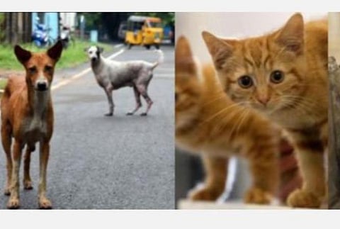 ஊரடங்கு அமலானால் தெரு விலங்குகள் உணவு குறித்தும் அரசு கணக்கில் கொள்ளவேண்டும்: உயர் நீதிமன்றம் உத்தரவு