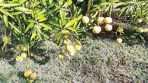 நாகை மாவட்டம் புஷ்பவனம் கிராமத்தில் பறிக்கப்படாததால் பழுத்து மரத்திலேயே தொங்கி கொண்டிருக்கும் மாம்பழங்கள்.