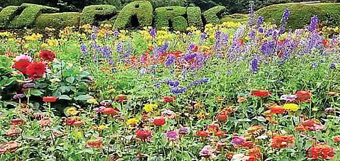 கொடைக்கானல் பூங்காக்களில் பூத்துக்குலுங்கும் மலர்கள் யூடியூப் மூலம் ரசிக்க தோட்டக்கலைத்துறை ஏற்பாடு