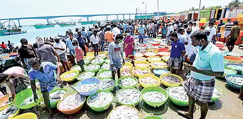 பாம்பனில் மீன்களை கரைக்கு கொண்டு வந்து ஏலம் விடும் மீனவர்கள்.