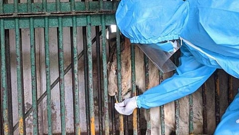 சிங்கங்களை தாக்கியது `டெல்டா' வகை கரோனா: வண்டலூர் உயிரியல் பூங்கா நிர்வாகம் தகவல்