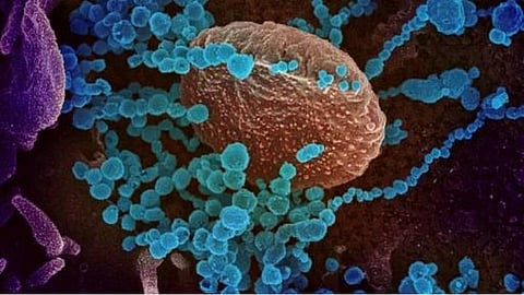 கரோனா தொற்று பாதிப்பில் இருந்து மீளும் திண்டுக்கல் மாவட்டம்: சிகிச்சை பெறுவோர் எண்ணிக்கையும் குறைந்தது