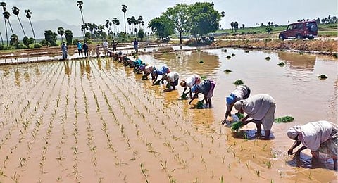 கோபி அருகே நெல் நாற்று நடவுப்பணியில் ஈடுபட்டுள்ள விவசாயிகள்.