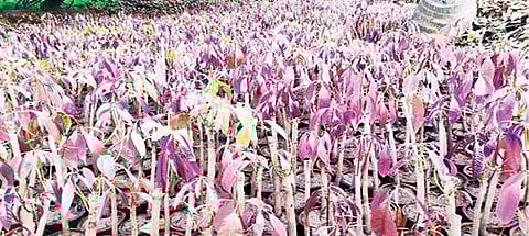 சந்தூர் கிராமத்தில் உற்பத்தி செய்யப்படும் மா நாற்றுகள்.