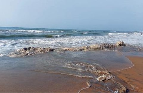 மரக்காணம் அருகே எக்கியார்குப்பம் கடற்கரையில் கரை ஒதுங்கிய நீலத்திமிங்கலத்தின் உடல்.