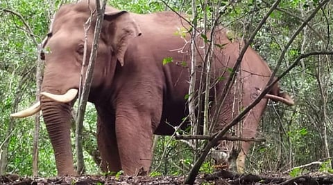 கோவை மேட்டுப்பாளையத்தில் 'பாகுபலி' யானைக்கு ரேடியோ காலர் பொருத்த 4 கால்நடை மருத்துவர்கள் கொண்ட குழு அமைப்பு
