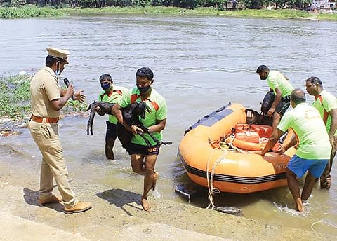 திருநெல்வேலியில் தாமிரபரணி ஆற்றில் தீயணைப்பு படையினர் மீட்பு பணி ஒத்திகையில் ஈடுபட்டனர். படம்: மு.லெட்சுமி அருண்