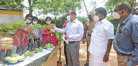 நெய்வேலி அரசு தோட்டக்கலை பண்ணையில் ஒட்டு கட்டி உற்பத்தி செய்யப்பட்டுள்ள பழ மரக்கன்றுகளை ஆட்சியர் கி.பாலசுப்ரமணியம் ஆய்வு செய்தார். அருகில் சபா.ராஜேந்திரன் எம்எல்ஏ.