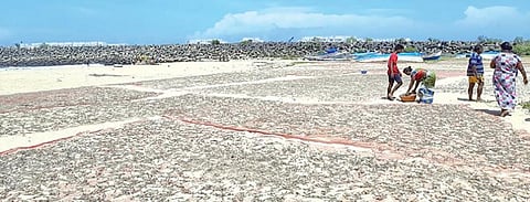 குளச்சல் கடலோர பகுதிகளில் நெத்திலியை உலர்த்தி கருவாடாக்கும் பணியில் ஈடுபட்டுள்ள மீனவ குடும்பத்தினர்.