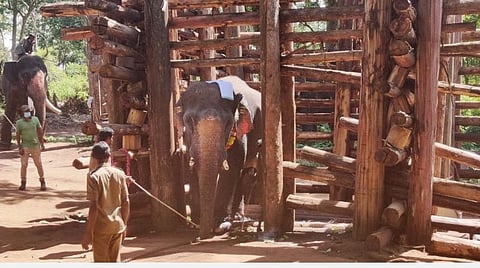 சுதந்திரக் காற்றைச் சுவாசித்த சங்கர் யானை: 141 நாட்களுக்குப் பின்னர் கூண்டிலிருந்து விடுதலை