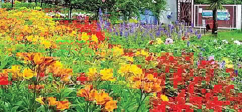 கொடைக்கானல் பிரையண்ட் பூங்காவில் பூத்துக்குலுங்கும் பலவித வண்ண மலர்கள்.