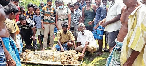 சிதம்பரம் வையூரில் வயல் வெளியில் இருந்த பெரிய முதலையை வனத்துறையினர் பிடித்தனர்.