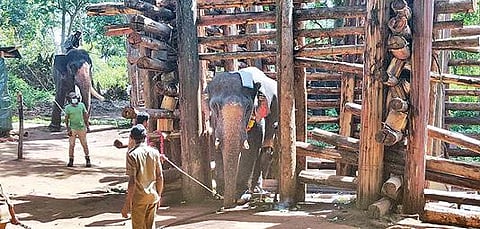 முதுமலையில் 141 நாட்களுக்குப் பின்னர் மரக்கூண்டில் இருந்து வெளியே வந்த ‘சங்கர்’யானை