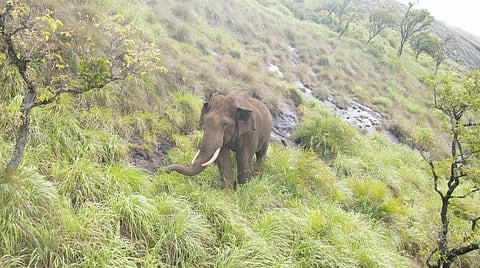 கோவை வனப்பகுதியில் மலைச்சரிவில் உள்ள புல்வெளியில் மேயும் காட்டு யானை (கோப்புப் படம்)