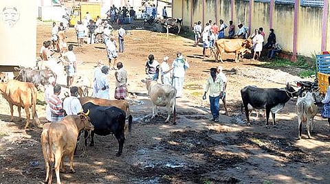 வேலூர் அடுத்த பொய்கையில் மாட்டு சந்தை நேற்று நடைபெற்றது. படம்:வி.எம்.மணிநாதன்.
