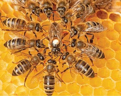 நாங்களே முகக்கவசம் இல்லாமல் பூந்தேன் சேகரிக்கப் போவதில்லை!