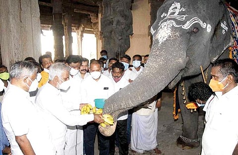 நெல்லையப்பர் கோயில் யானை காந்திமதிக்கு பழங்கள் வழங்குகிறார், அமைச்சர் சேகர்பாபு. படம்: மு.லெட்சுமி அருண்