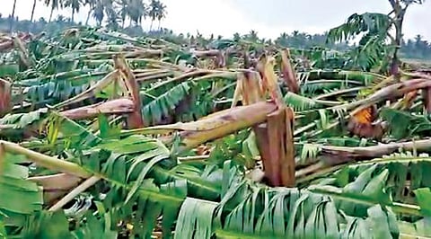 அந்தியூரை அடுத்த அத்தாணியில் நேற்று முன்தினம் வீசிய சூறாவளிக் காற்றால் சேதமடைந்த வாழைமரங்கள்.