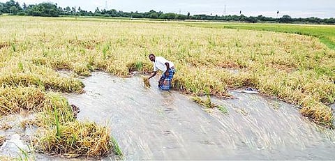 ஆரணி அடுத்த காமக்கூர் பாளையம் கிராமத்தில் உள்ள விவசாய நிலத்தில் மழை நீரில் மூழ்கிய நெற்பயிர்களை வேதனையுடன் பார்க்கும் விவசாயி.