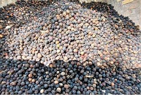 ஜவ்வாதுமலையில் வளர்ந்துள்ள மிளகு செடிகள்.