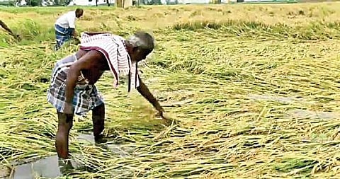 புதுச்சேரியில் பெய்த திடீர் கனமழையால் கைக்கலம்பட்டு கிராமத்தில் நீரில் மூழ்கியுள்ள நெற்பயிர்கள்.