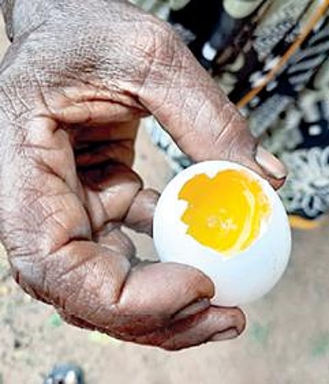 அழுகிய முட்டை.