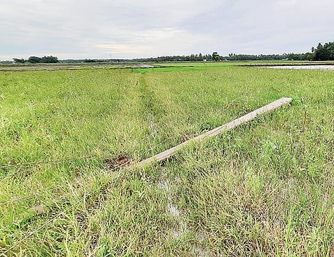 தஞ்சாவூர் அருகே திங்களூரில் அண்மையில் பெய்த காற்றுடன் கூடிய மழையால் வயலில் சாய்ந்து கிடக்கும் மின்கம்பம்.