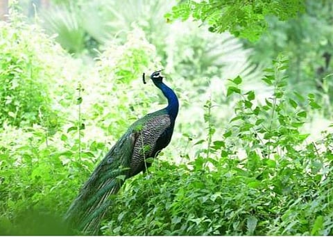 மயில் முட்டைகளை பொறித்து சாப்பிட்டதாக புகார்: 4 பேரிடம் போலீஸார் விசாரணை