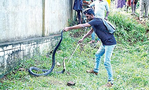 குடியிருப்புப் பகுதிக்குள் புகுந்த ராஜநாகத்தை லாவகமாகப் பிடித்த ஷேக் உசேன்.
