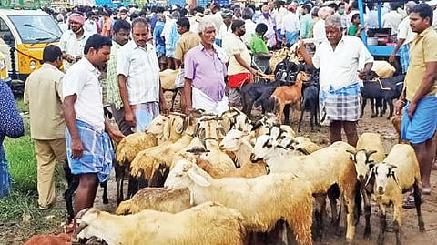 செஞ்சி வாரசந்தையில் ஆடுகளுடன் குவிந்த விவசாயிகள் .