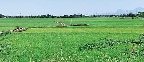 திருநெல்வேலி அருகே கொண்டாநகரம் பகுதியில் பச்சை போர்வையை போர்த்தியதுபோல் பசுமையாக காட்சியளிக்கும் நெல் வயல்கள்.